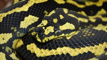 Australian Reptile Show! SnakeBtyesTV