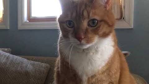 Shortest Video on Youtube (Parts 1-40)