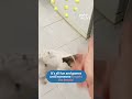 Dog Performs Tricks For Treats