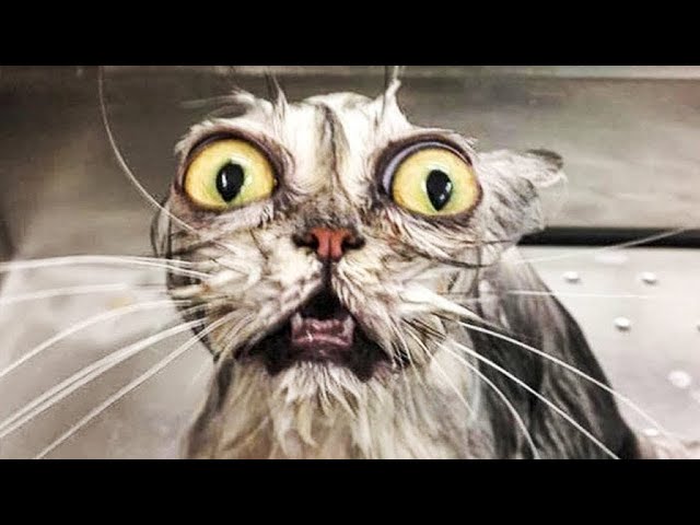 Vídeos engraçados de gatinhos muito top por alguns minutos aproveite  bem….pdf