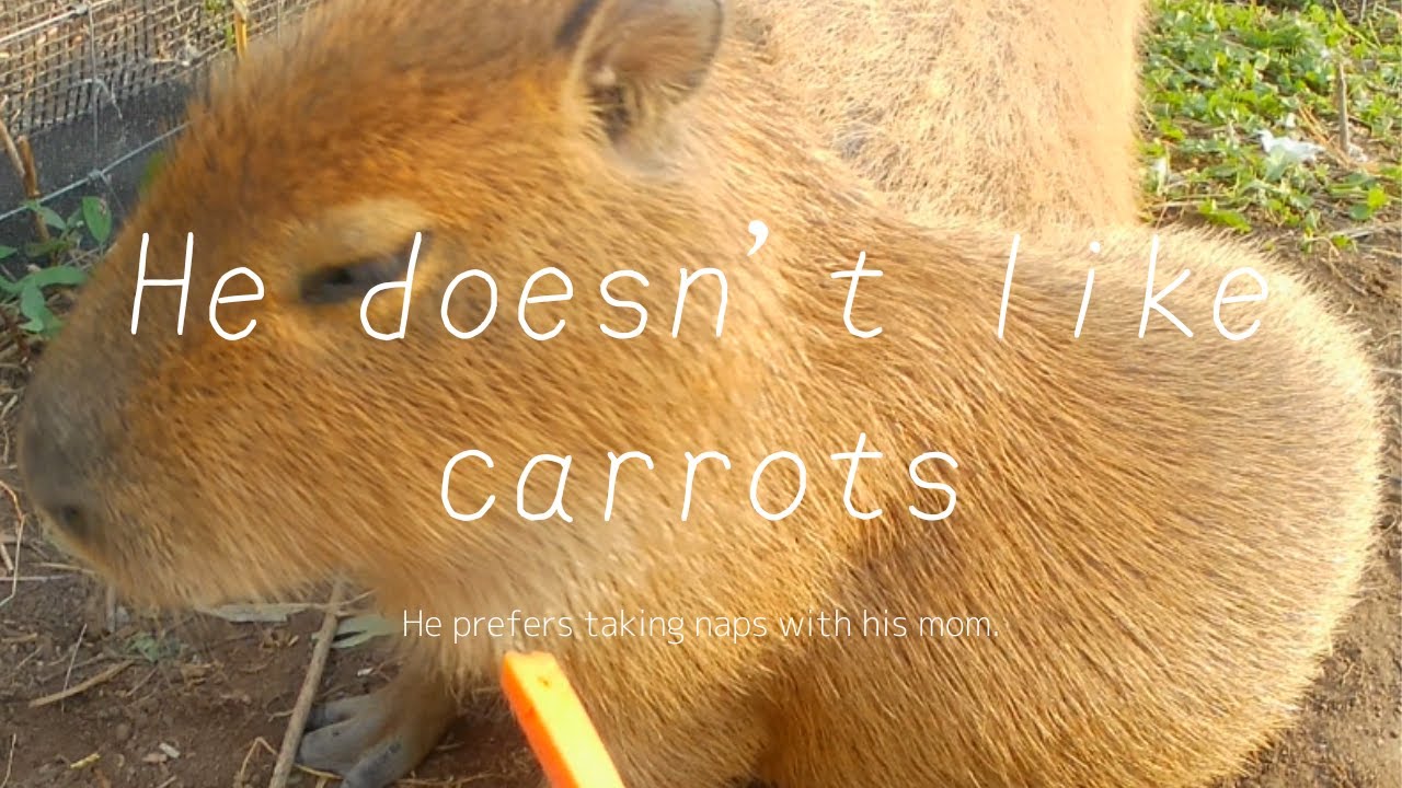He doesn't like carrots, prefers taking naps with his mom. YouTube