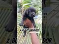 Lab available #labpuppy #shortvideo #shorts #doglove #pets #puppy #mumbai #petowner #ytshorts #yt
