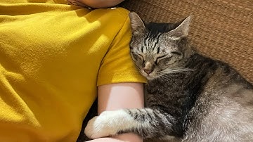 Stray cat politely convinces woman to take her home