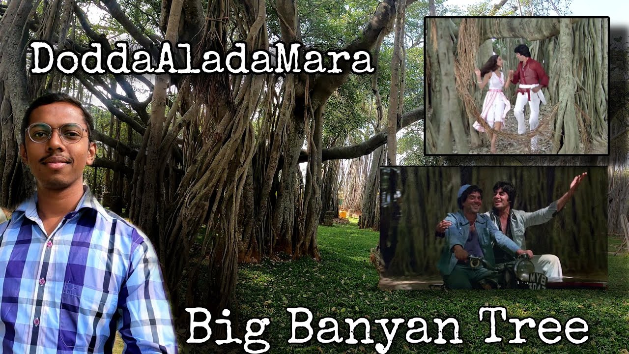 Dodda Alada Mara Big Banyan Tree DoddaAladaMara Kethohalli