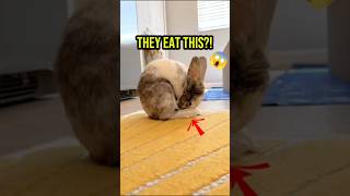 You Didn’t Know These Shocking Rabbit Facts