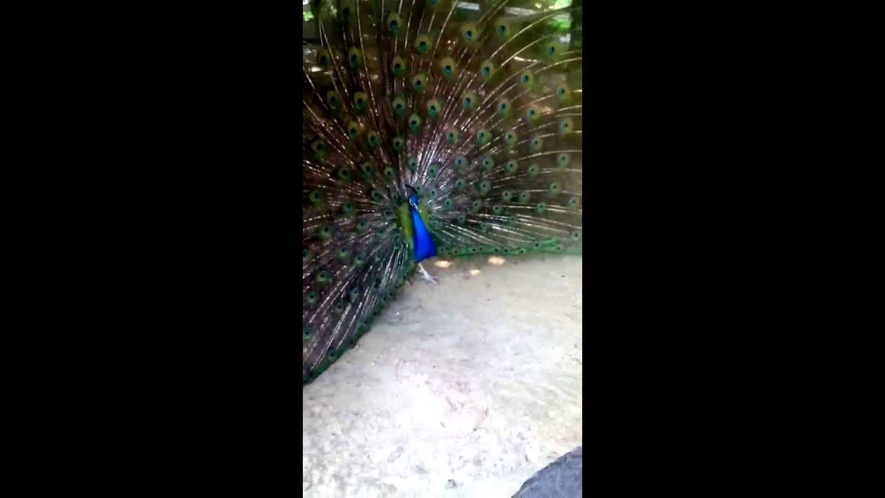 A male peacock shaking his feathers to impress a female.
