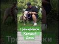 Тренировки каждый день #амстафф #amstaff #качалка #мотивация #шортс #тренировка #жимштанги #собака
