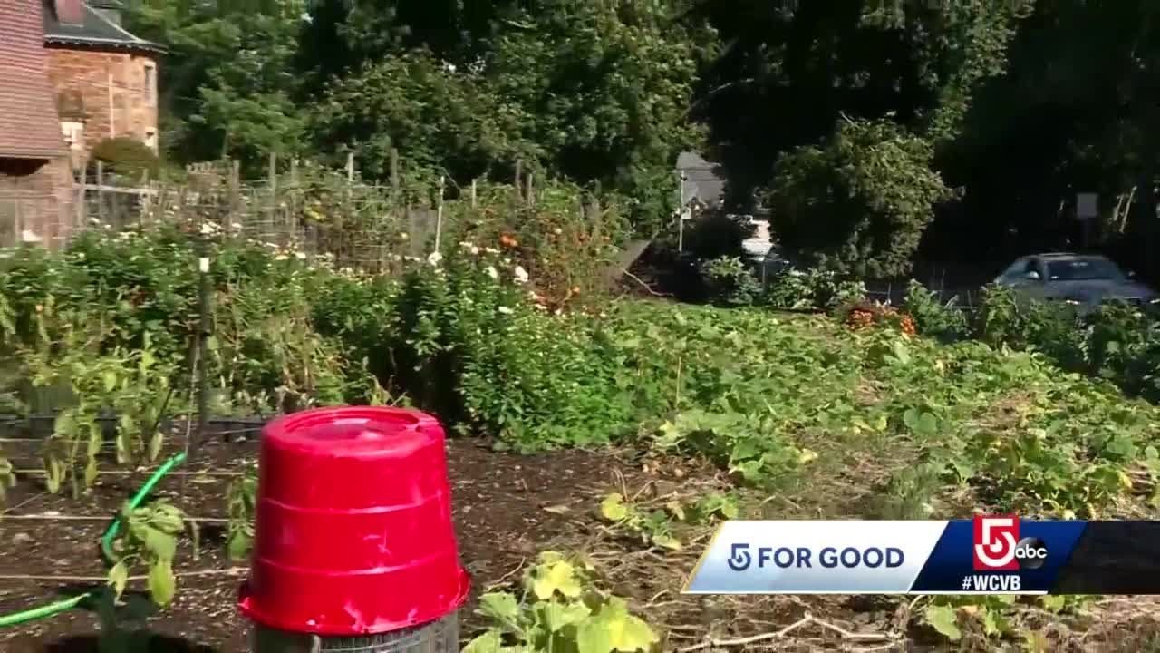 Mass. man grows produce for charity on traffic island