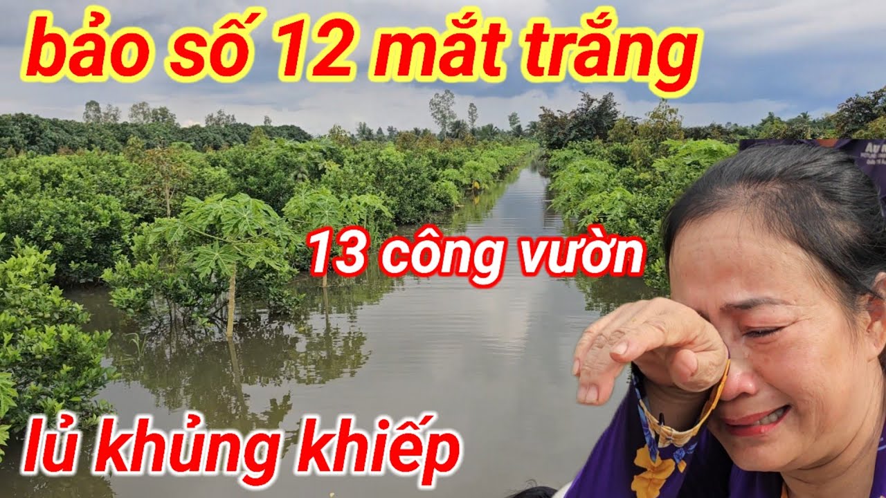 Nhà vườn khóc ngất bảo số 12 lủ khủng khiếp  ngập hết 13 công vườn sầu riêng 