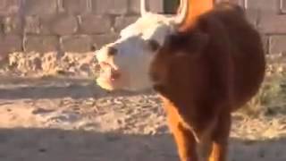 Funniest cow ever.try not to laugh.