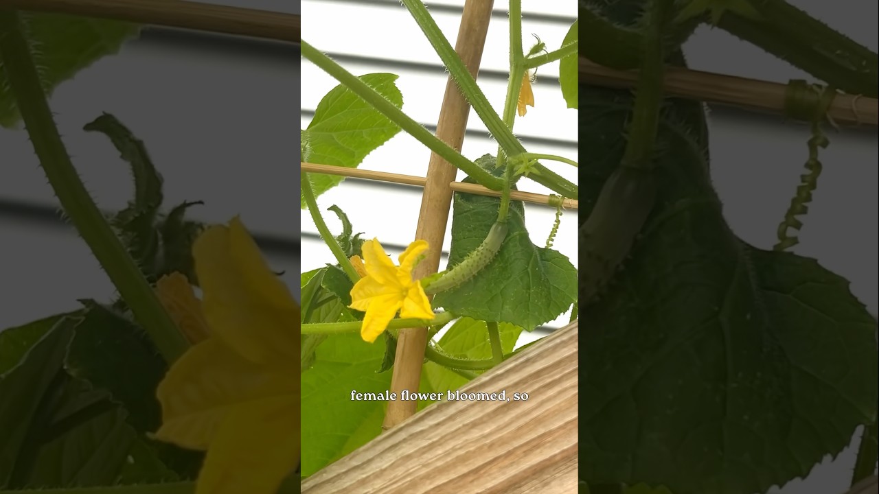 Anyone else having this problem? 🥒