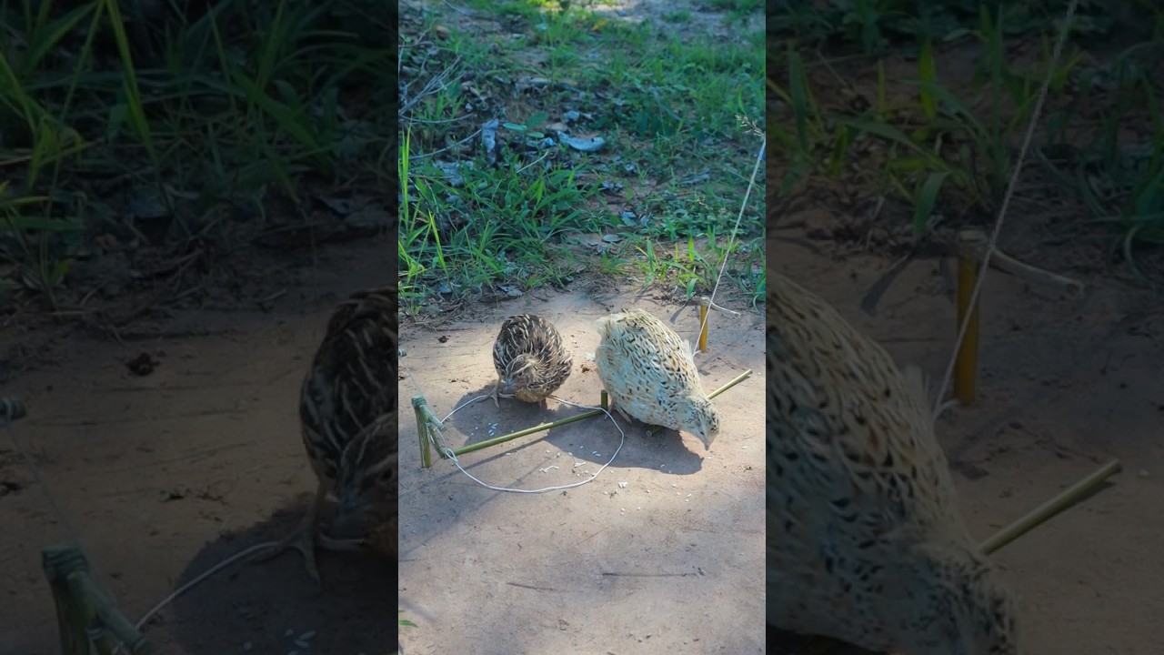 DIY Bird Trap - Simple Quail Traps 