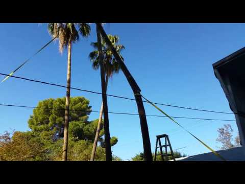 Redneck tree removal