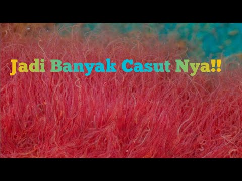 Cara Budidaya Cacing sutra dengan kotoran ayam 