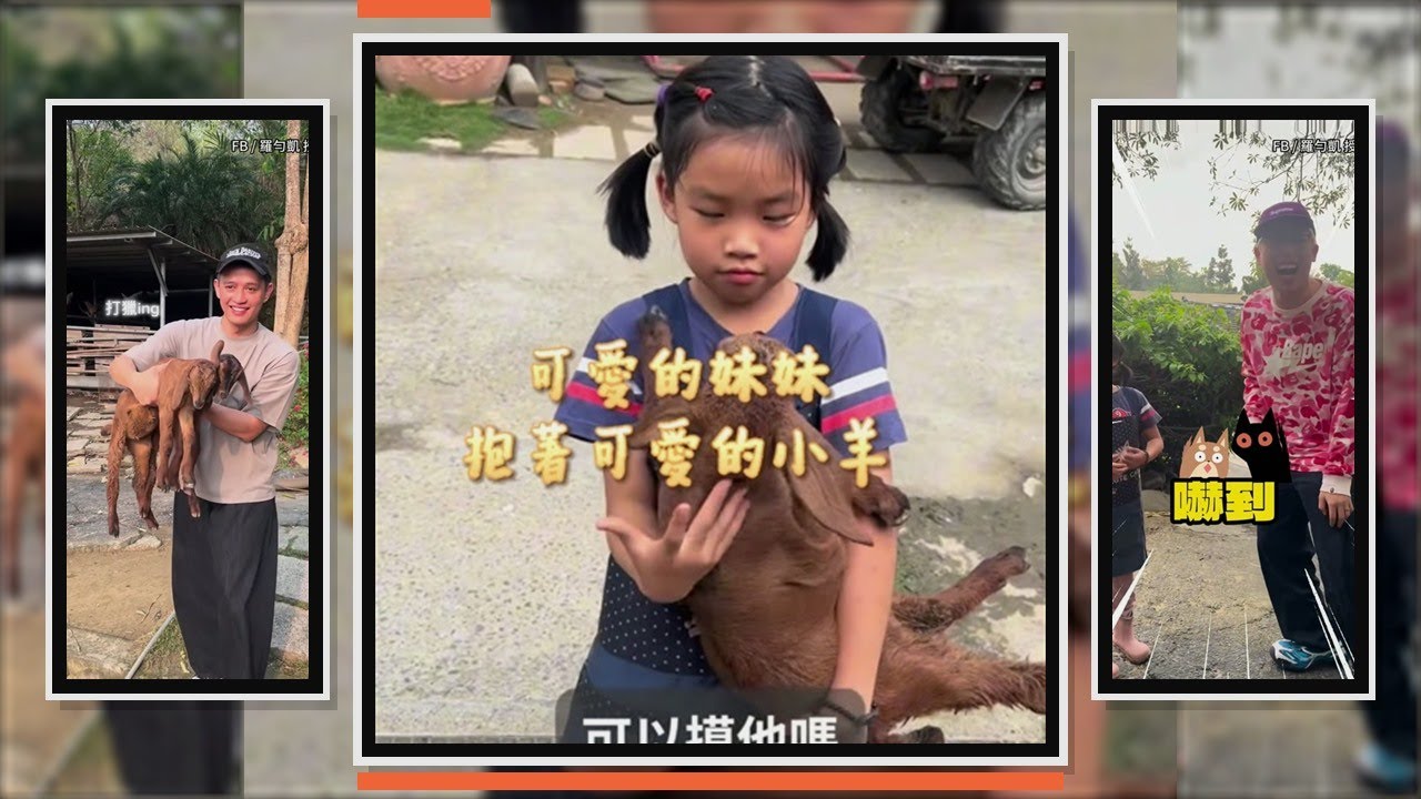 妹妹前一秒溫馨抱羊! 下秒被問羊被吃掉會難過嗎?她秒答「不會」XD
