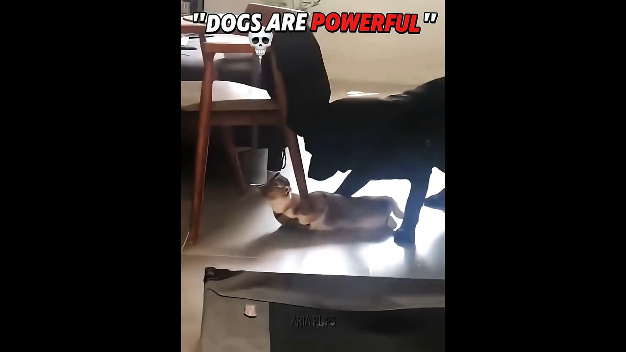 Dogs Are Powerful 🗿☠️
