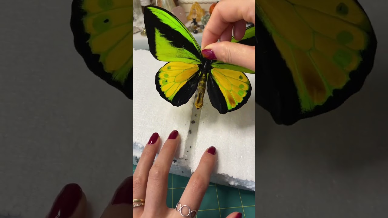 Unpinning a dead Goliath birdwing butterfly 