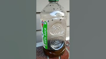 Most satisfying DIY Fly trap