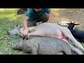 The man who lives in the forest works and takes care of his pets with all his heart.