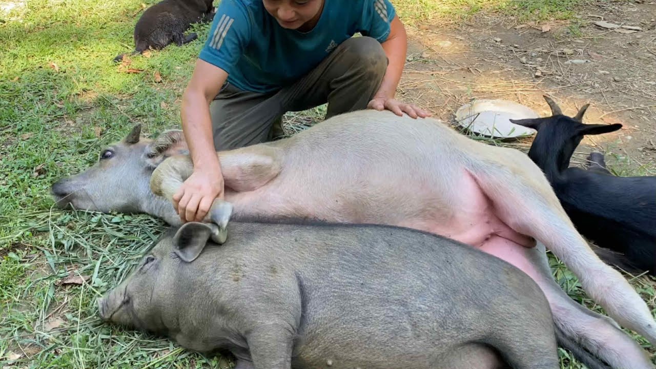 Человек, живущий в лесу, трудится и заботится о своих питомцах со всей душой.
