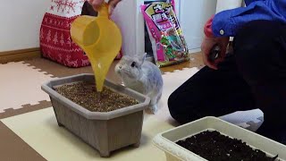 種まきのお手伝いをしたいうさぎさん【家庭菜園】