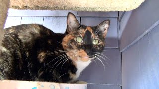 A Sunny Day Visit With The Kits Cats by The Kits Cats 5,149 views 3 years ago 2 minutes, 43 seconds