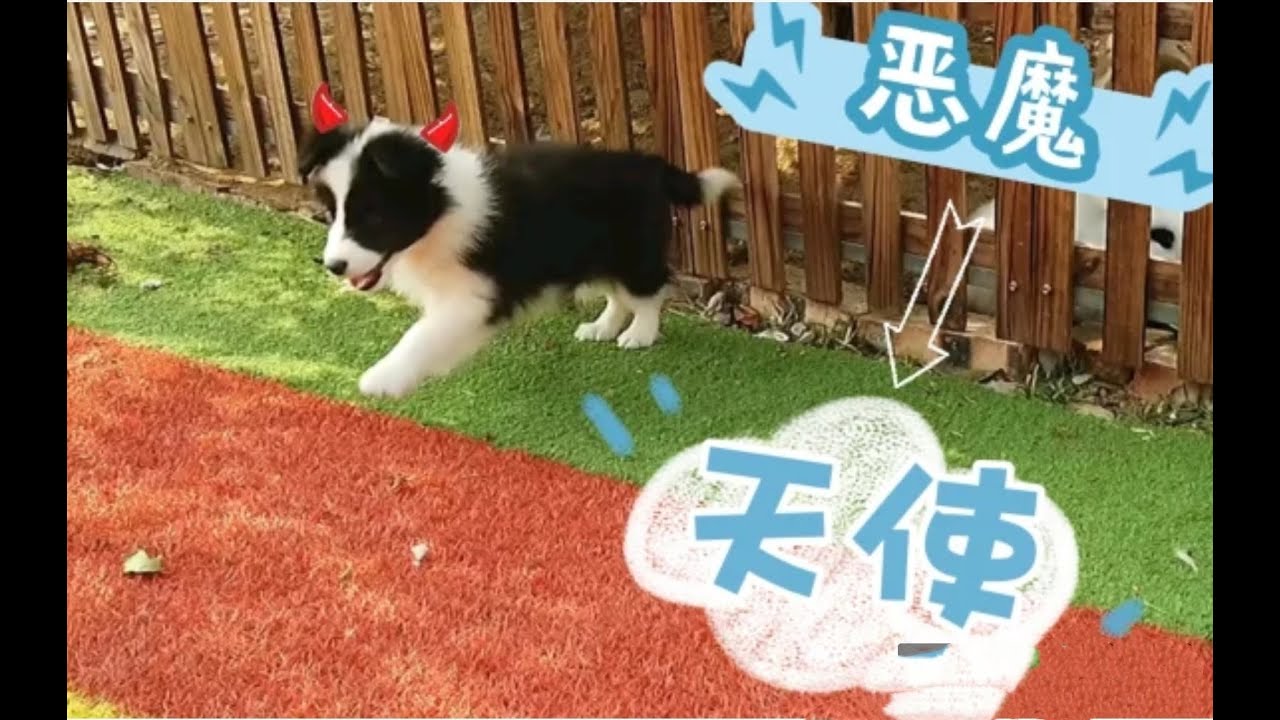 超治愈！边牧狗狗的进化史，从恶魔到天使，请耐心看到最后—border collie Mia