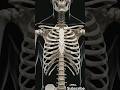 The Strongest Bone In Your Body 🦴😳 #shorts #facts #science