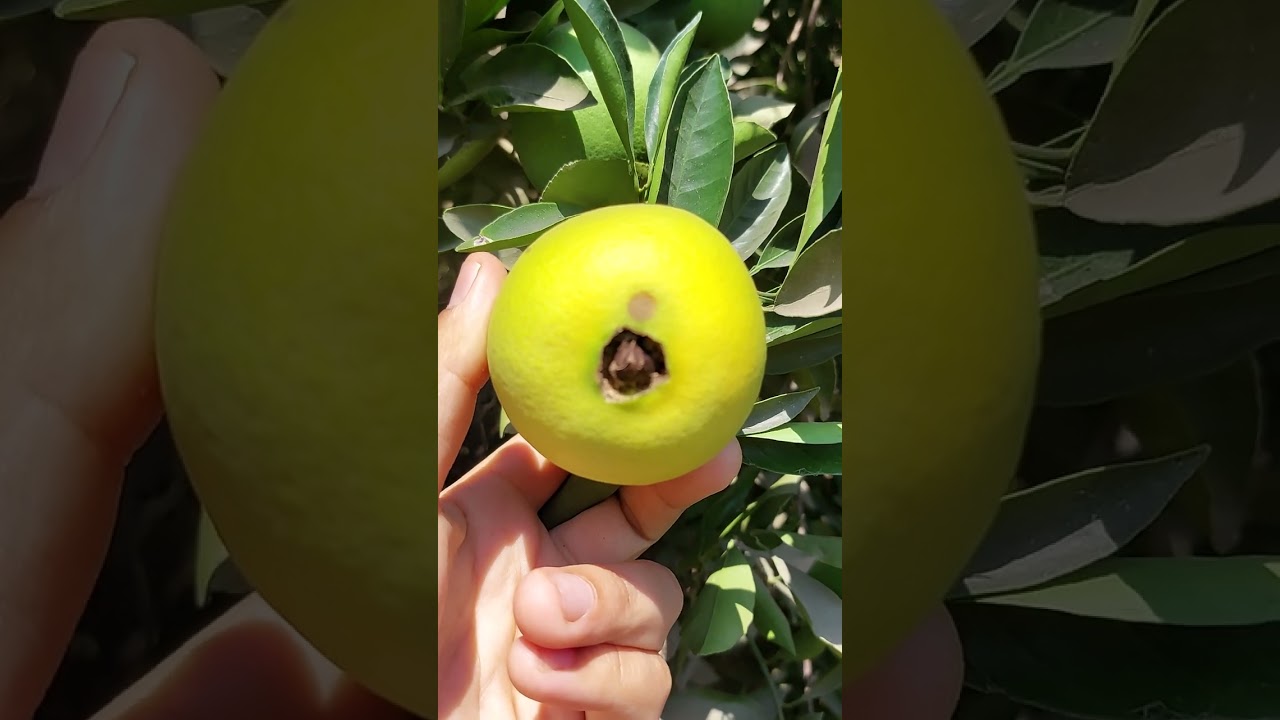 الطريقه الصحيحه لعلاج عفن السره في اشجار البرتقال