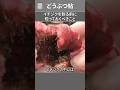 イチジクを割る前に知っておくべきこと