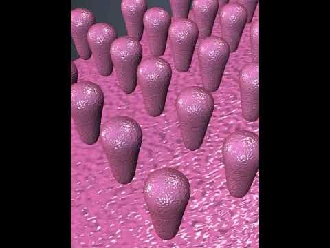 براعم التذوق في لسان الإنسان التعليم