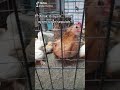 Anak Ayam Turun Sepuloh