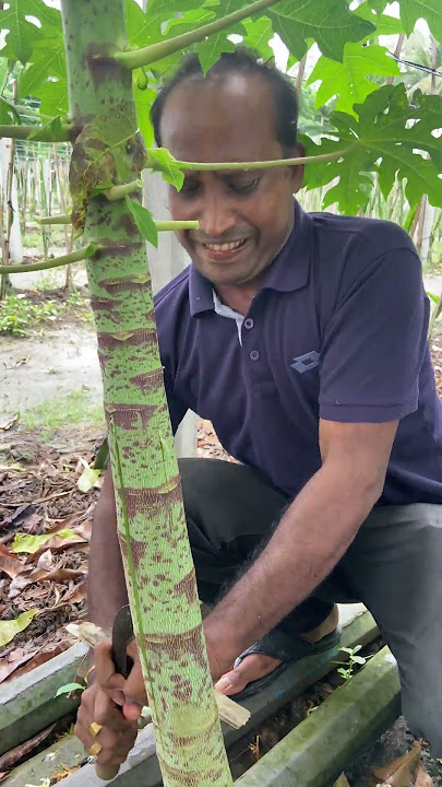 Techniques for getting papaya to bloom on papaya trees #dreamagro #agriculture #farmer
