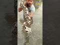 This is the most Dangerous Gaboon Viper in the world!😱