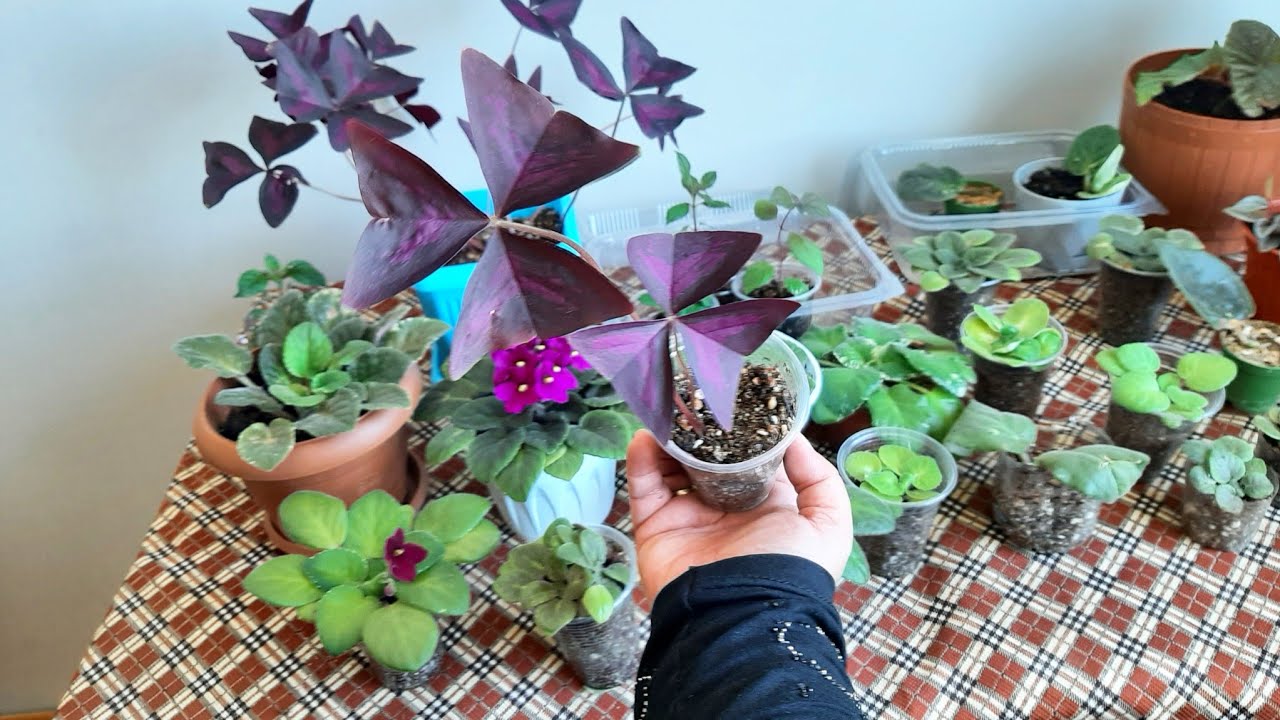 Süs yoncası Uyku çiçeği ? YAPRAKTAN ÜRETTİĞİM  MENEKŞELERİM