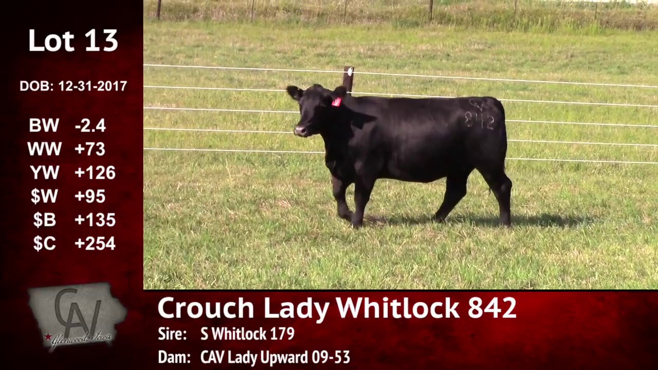 angus tasty Crouch Angus Valley Lot 13