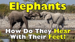 Elephants Can Hear With Their Feet And Science Explains Why Id1001