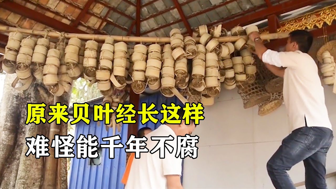 用铁笔在树叶上刻画文字,竟能千年不腐,这才是唐僧取回的真经 - YouTube