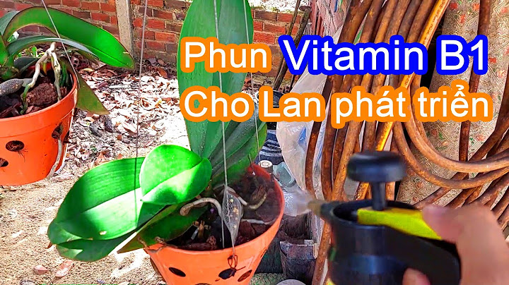 So sánh thuốc b1 và n3m