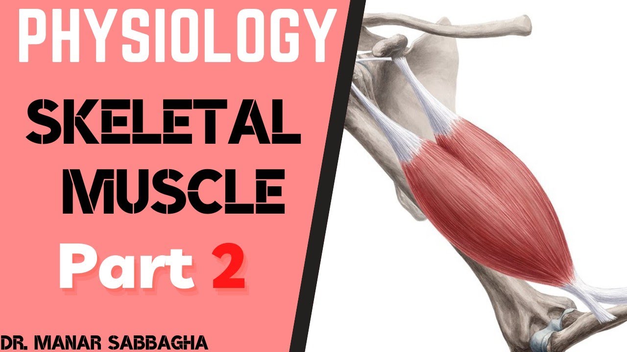 Physiology | Muscles | Skeletal Muscles #2