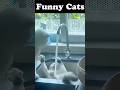 Funniest Animal Fails 2026😅 #funny #hilariousfails #cat #pets