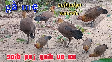 ชมไก่ลูกผสมครับผม Hãy nhìn những con gà lai. 