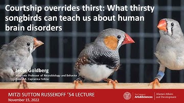 “Courtship overrides thirst: What thirsty songbirds can teach us about human brain disorders"