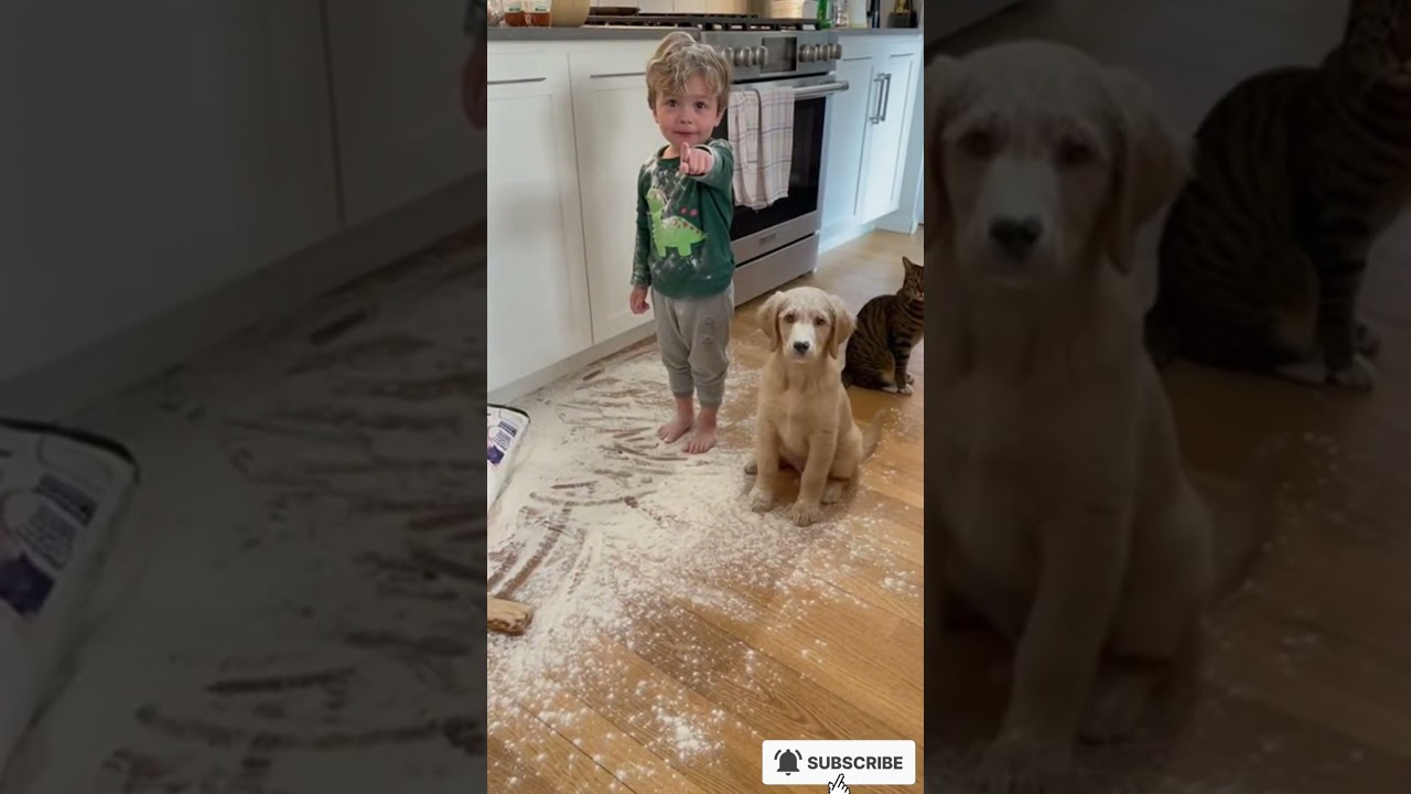 Flour Everywhere! Both Blame the Cat - Cat's Shocked Face! 🤣