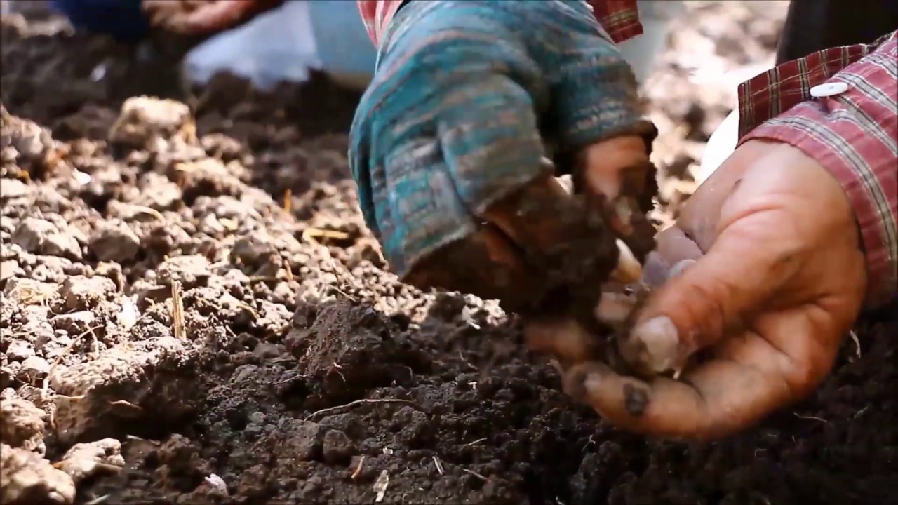 Wholesale Bulk Nutraceutical Ingredients Supplier - Ecuadorian Rainforest