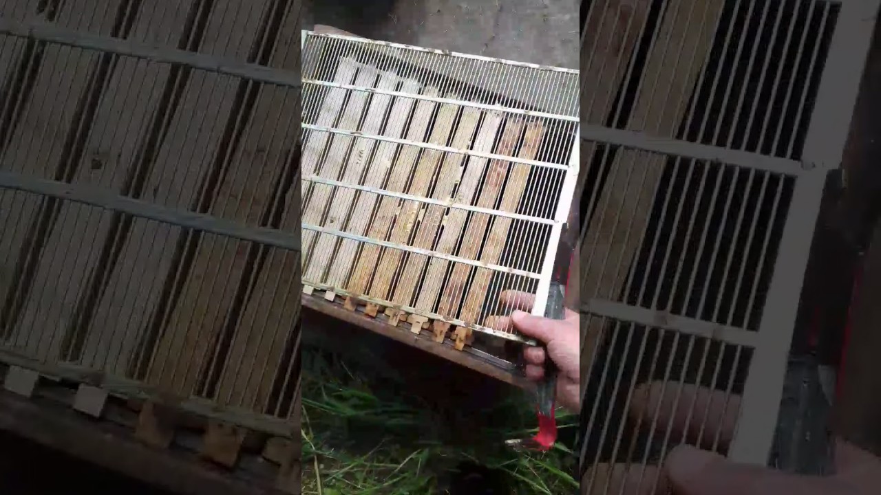 ГЕРОЛЬД УЛИЙ (немецкий)/ HEROLD BIENEN BEUTE/ 6. Mai 2017