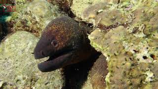 MORAY EEL AND SHRIMPS