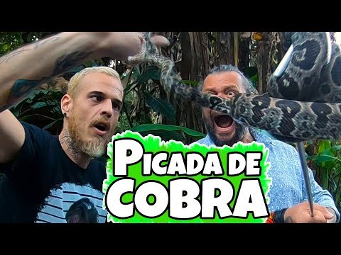 Vídeo: Picada De Cobra