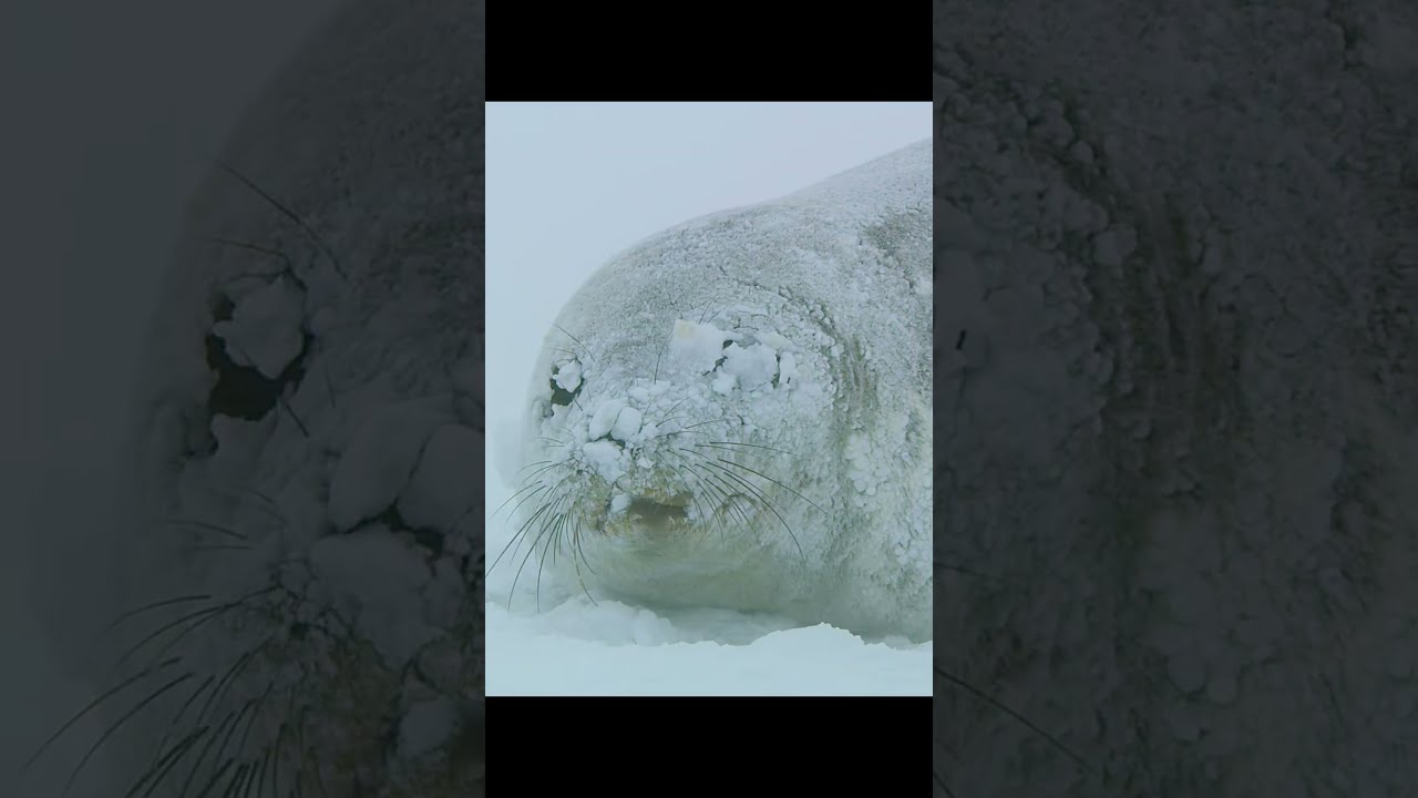 Температура при его рождении упала до минус 40 градусов. Неужели мать его бросит? #дикаяприрода