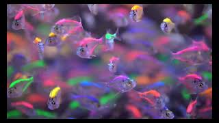 1 hour of Colorful Fish RELAX, SLEEP, MEDITATE, MUSIC | Kingdom Aquatica
